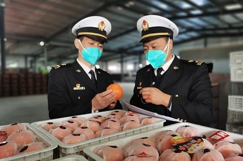 水果出口报关|湖南柑橘水果首次出口老挝,出口量比去年同期增长6.9%